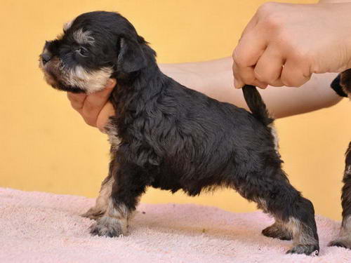 miniature schnauzer patuljasti snaucer
