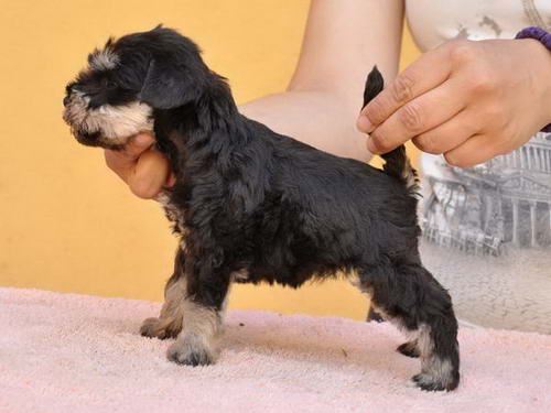 miniature schnauzer patuljasti snaucer