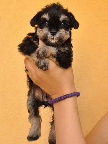 miniature schnauzer patuljasti snaucer
