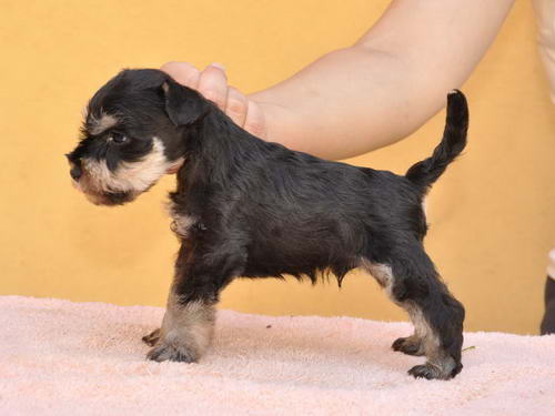 miniature schnauzer patuljasti snaucer