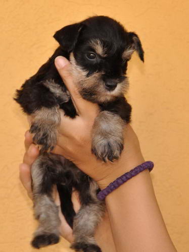 miniature schnauzer patuljasti snaucer