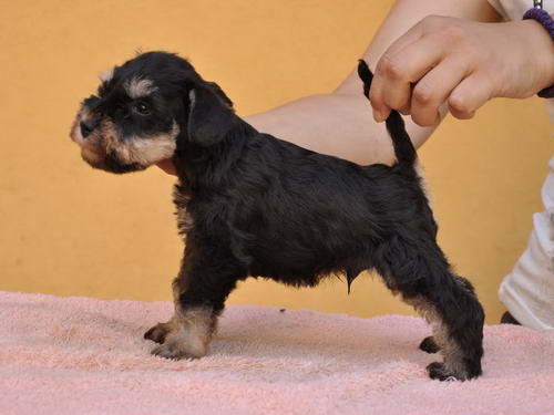 miniature schnauzer patuljasti snaucer