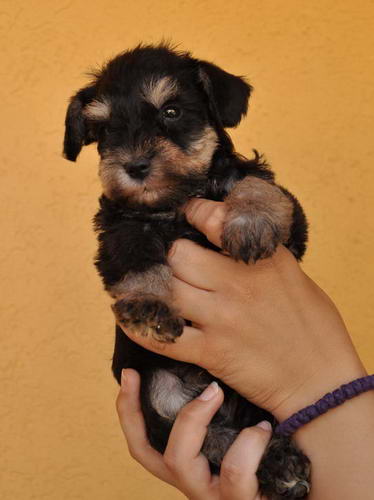 miniature schnauzer patuljasti snaucer