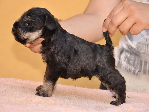 miniature schnauzer patuljasti snaucer