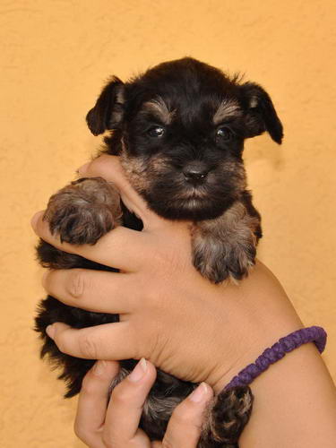 miniature schnauzer patuljasti snaucer