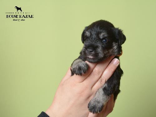 miniature schnauzer patuljasti snaucer
