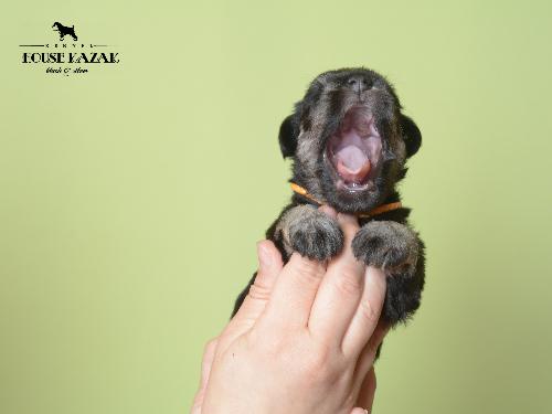 miniature schnauzer patuljasti snaucer