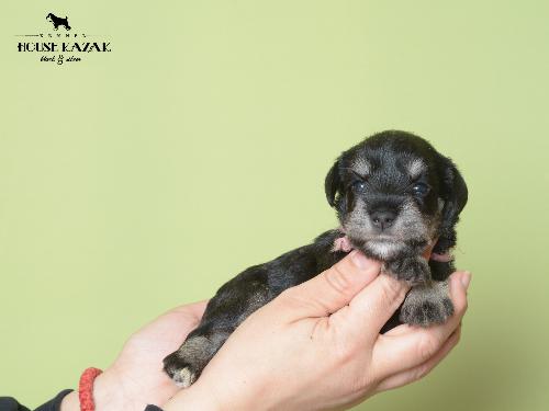 miniature schnauzer patuljasti snaucer
