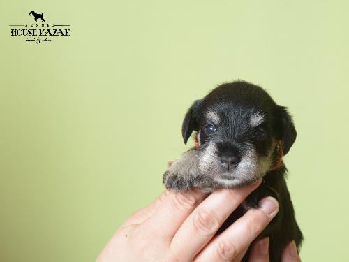 miniature schnauzer patuljasti snaucer
