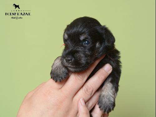 miniature schnauzer patuljasti snaucer