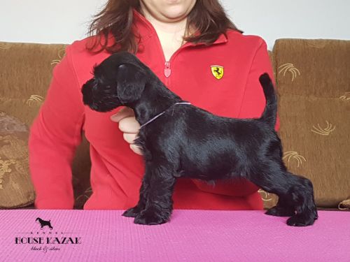 miniature schnauzer patuljasti snaucer