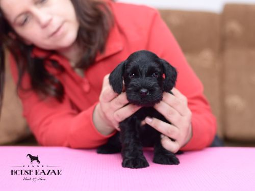 miniature schnauzer patuljasti snaucer