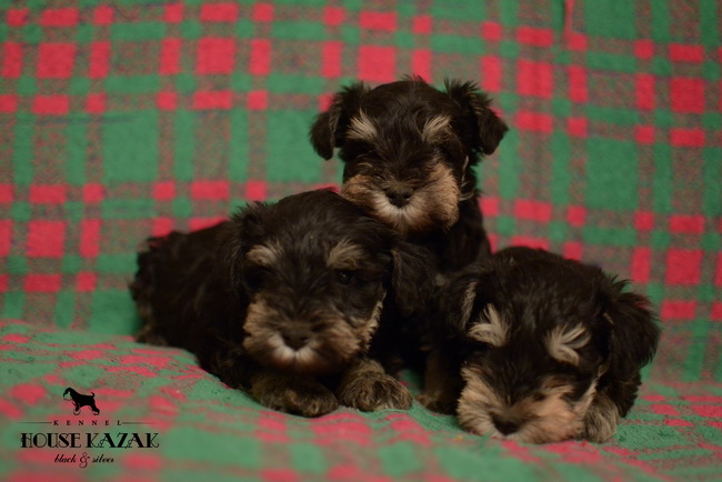 miniature schnauzer patuljasti snaucer
