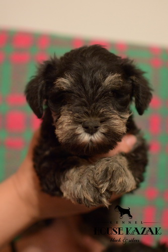 miniature schnauzer patuljasti snaucer