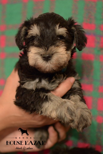 miniature schnauzer patuljasti snaucer