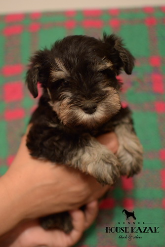 miniature schnauzer patuljasti snaucer