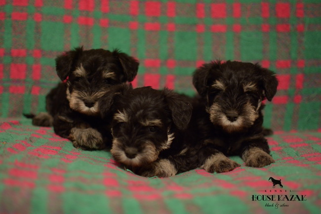 miniature schnauzer patuljasti snaucer