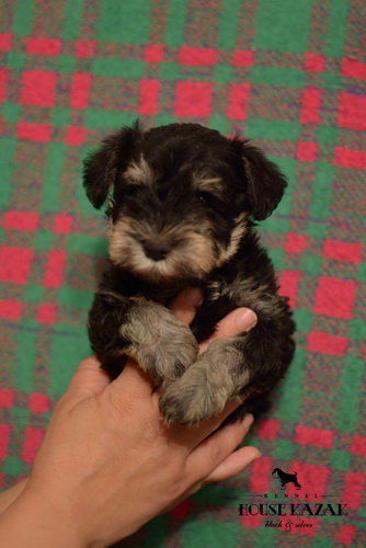 miniature schnauzer patuljasti snaucer