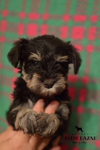 miniature schnauzer patuljasti snaucer