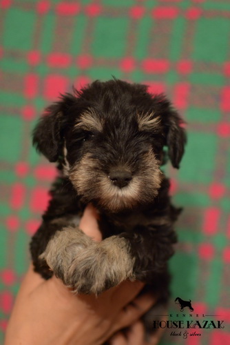 miniature schnauzer patuljasti snaucer