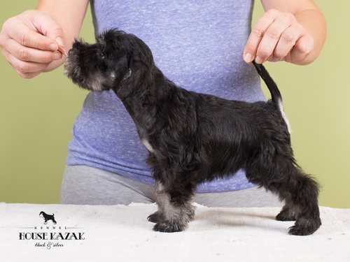 miniature schnauzer patuljasti snaucer