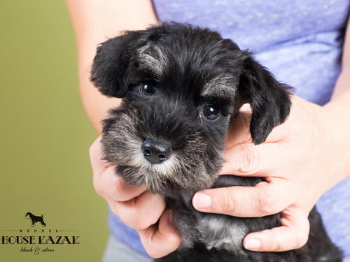 miniature schnauzer patuljasti snaucer