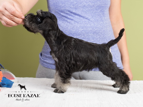 miniature schnauzer patuljasti snaucer