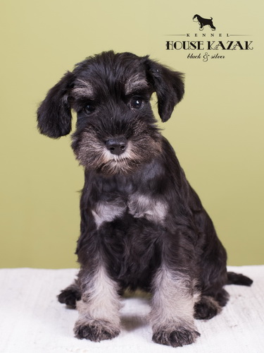 miniature schnauzer patuljasti snaucer