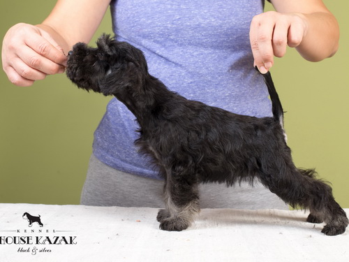 miniature schnauzer patuljasti snaucer