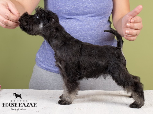 miniature schnauzer patuljasti snaucer