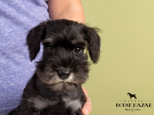 miniature schnauzer patuljasti snaucer