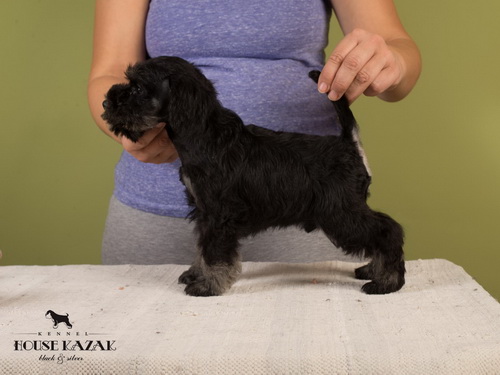 miniature schnauzer patuljasti snaucer