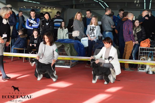 Recognition's United Action ( Steadlyn The Ultimate & Steadlyn Strepitosa ) - champion class - V1, CAC, CACIB, BOS