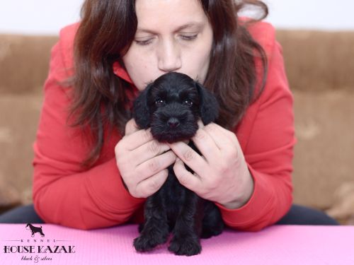 miniature schnauzer patuljasti snaucer
