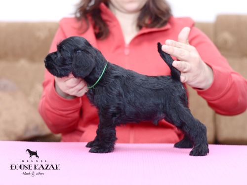 miniature schnauzer patuljasti snaucer