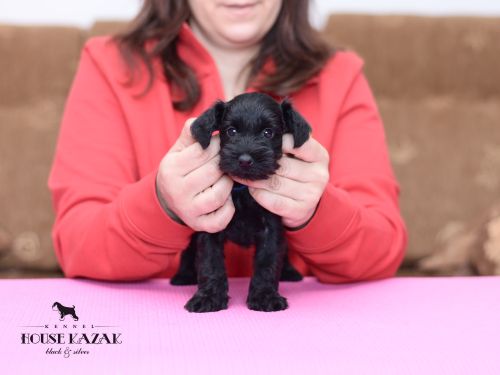 miniature schnauzer patuljasti snaucer