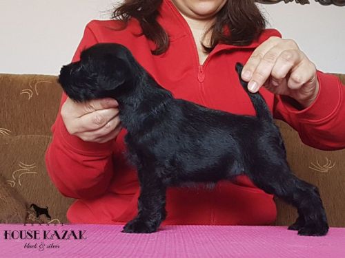 miniature schnauzer patuljasti snaucer