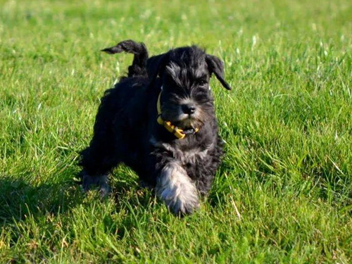 miniature schnauzer patuljasti snaucer