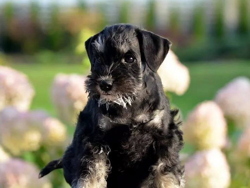 miniature schnauzer patuljasti snaucer
