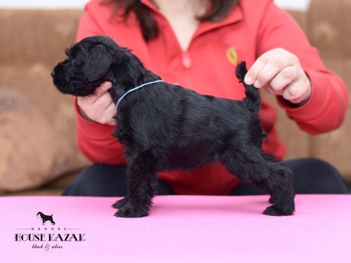 miniature schnauzer patuljasti snaucer