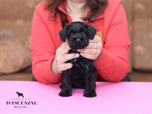 miniature schnauzer patuljasti snaucer