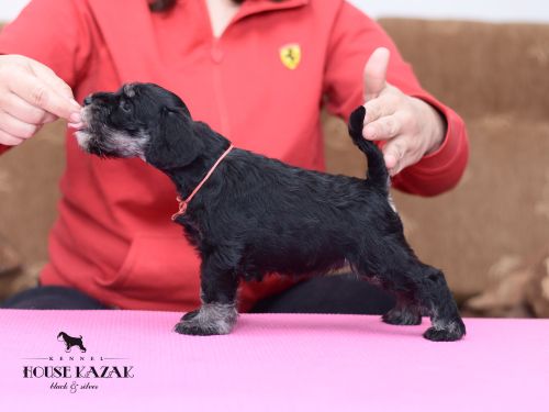 miniature schnauzer patuljasti snaucer