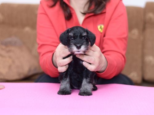 miniature schnauzer patuljasti snaucer