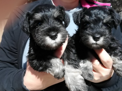 miniature schnauzer patuljasti snaucer