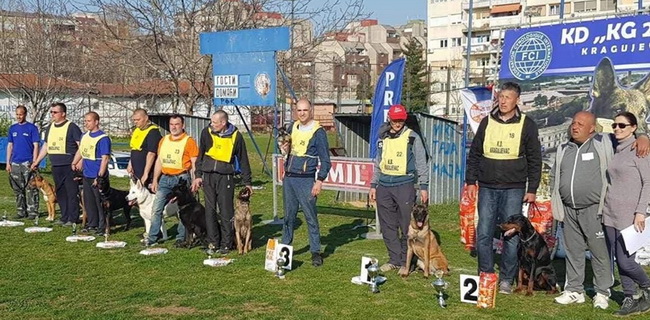 miniature schnauzer patuljasti snaucer