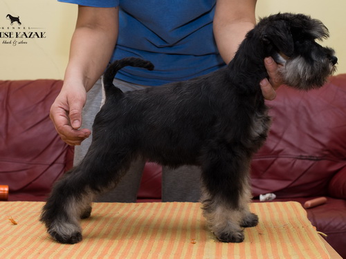 miniature schnauzer patuljasti snaucer
