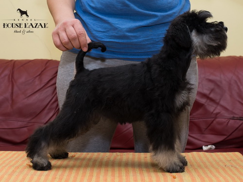 miniature schnauzer patuljasti snaucer