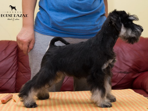 miniature schnauzer patuljasti snaucer