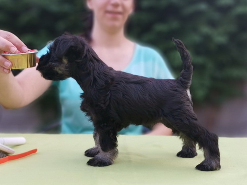 miniature schnauzer patuljasti snaucer