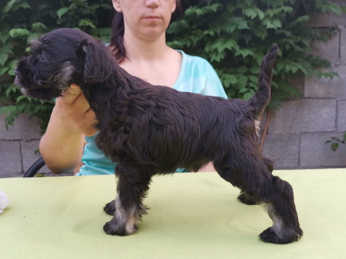 miniature schnauzer patuljasti snaucer